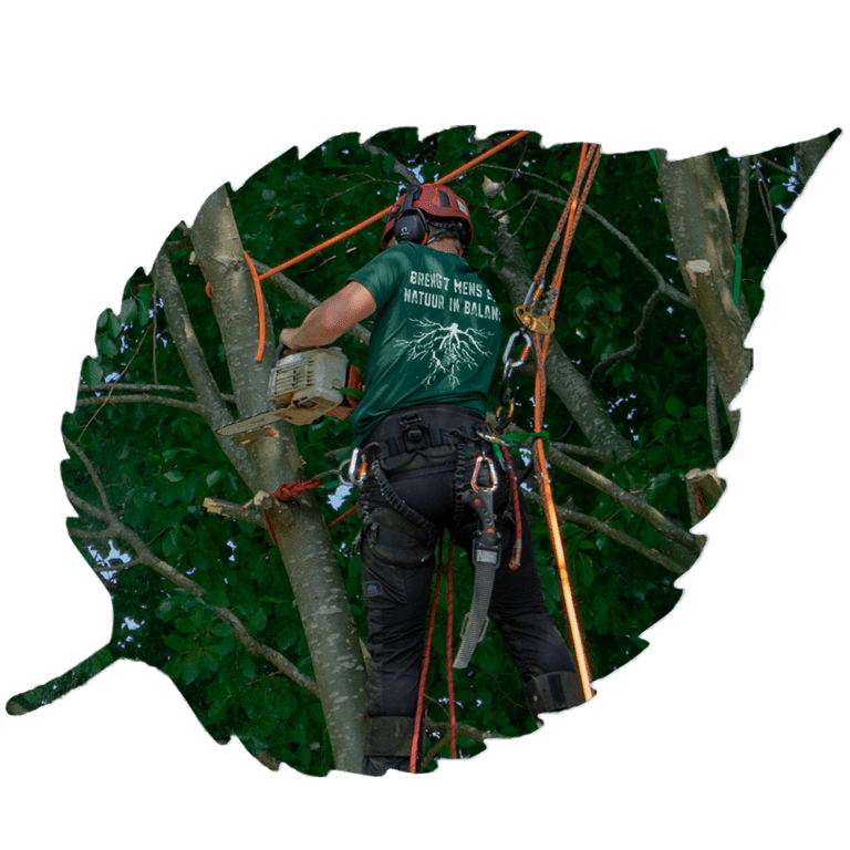 Boomverzorger Brabant – Rooien van boom in achtertuin met veilige werkwijze en minimale schade