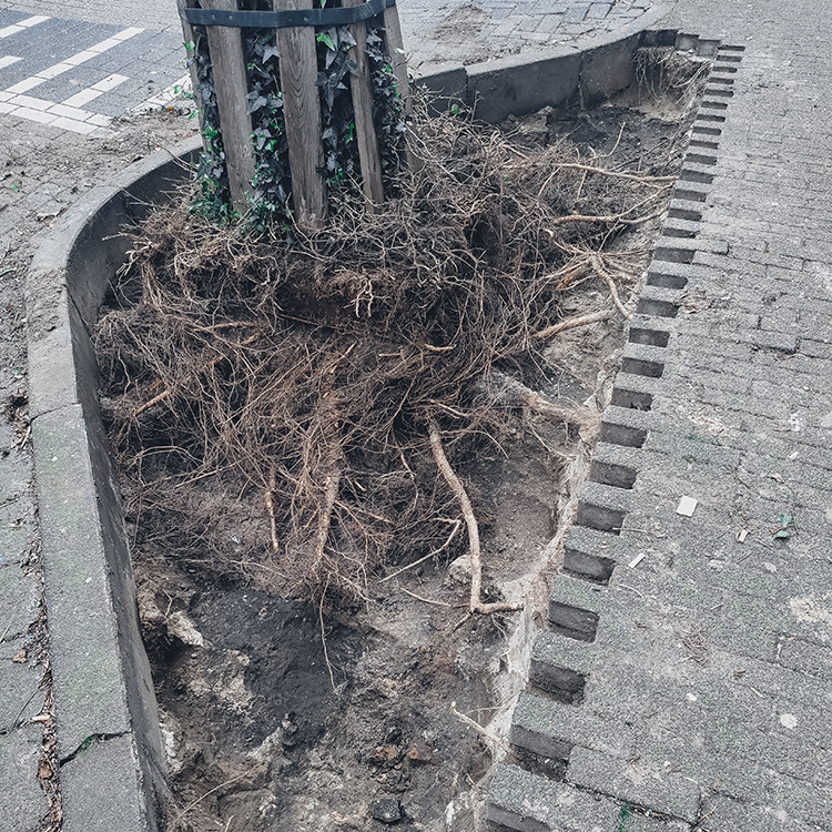 Boomverzorger Brabant – Schade aan verharding door wortels