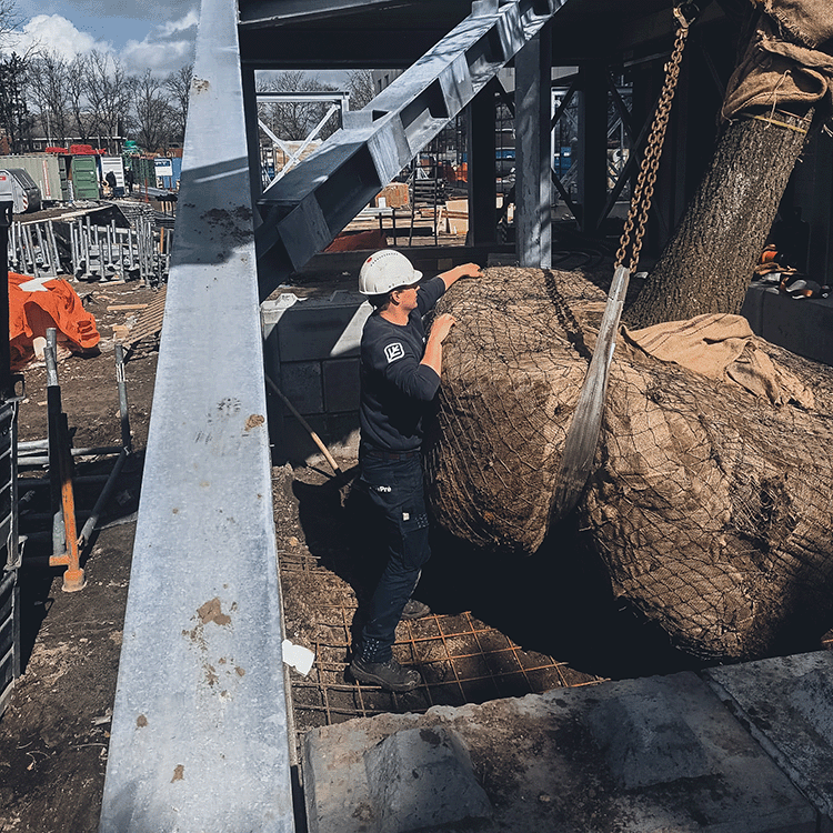 Boomverzorger Veldhoven – Boomkluit verplaatst bij aanleg groen