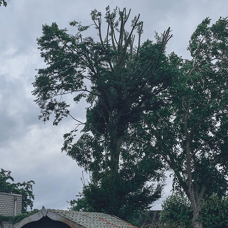 Boomverzorger Eindhoven – Onderhoudssnoei aan grote boom