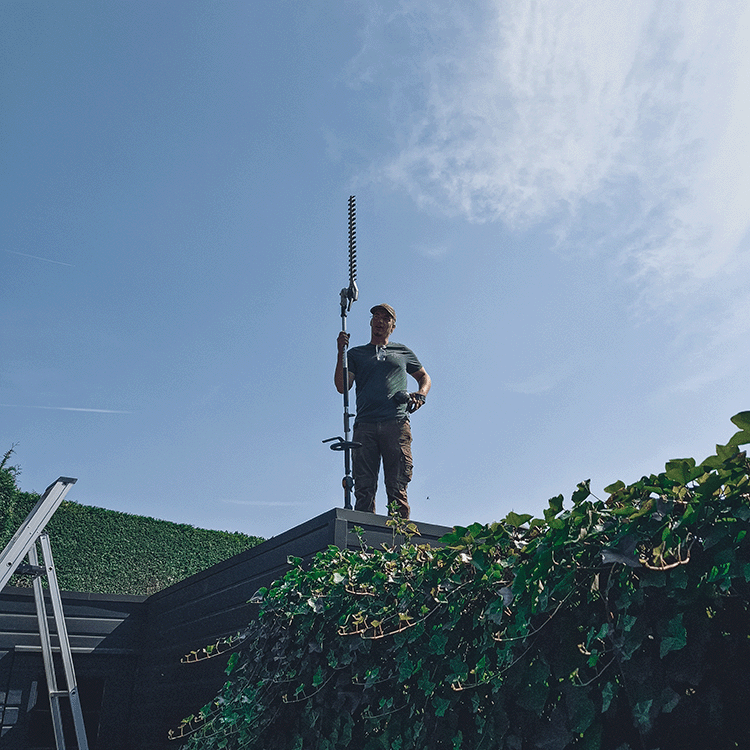 Hovenier Eindhoven – Onderhoud hagen, snoeien van hagen tuin