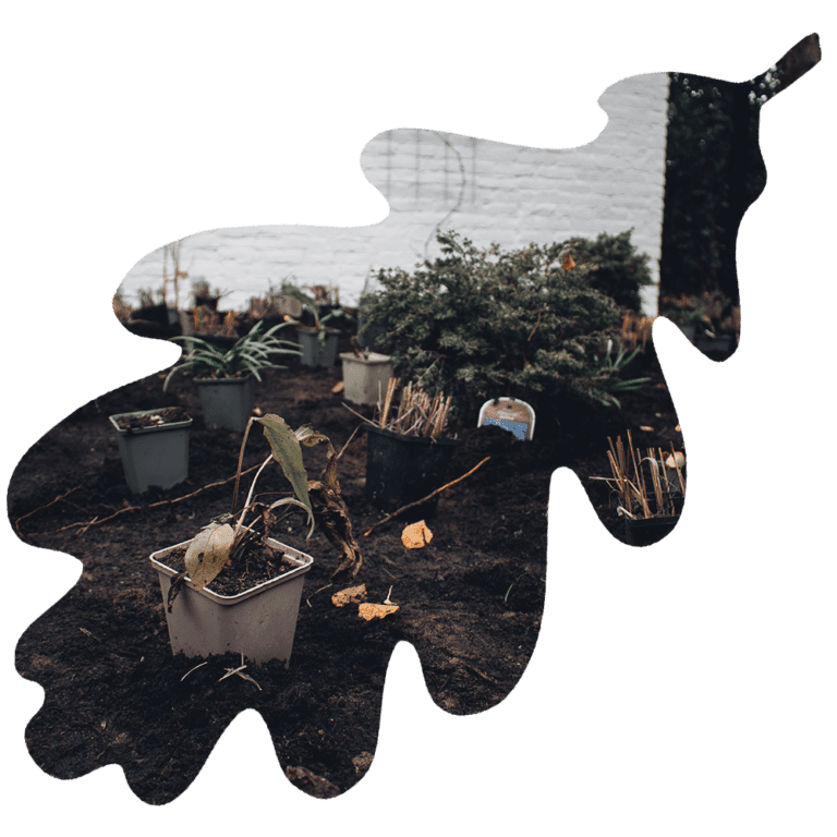 Hovenier Brabant – Aanleg vaste planten in achtertuin voor kleur, structuur en biodiversiteit