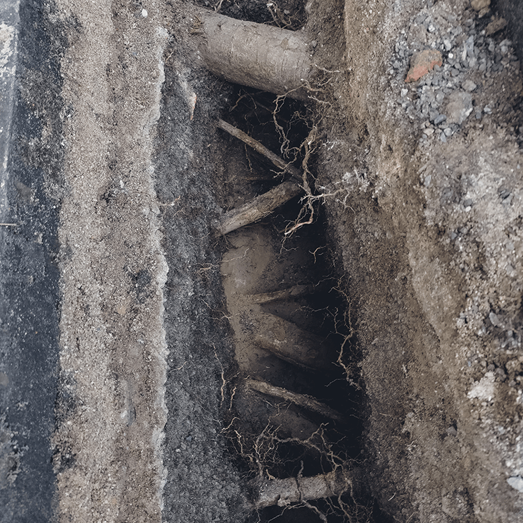 Boomadviseur Helmond – Inspectie wortelopdruk en verharding