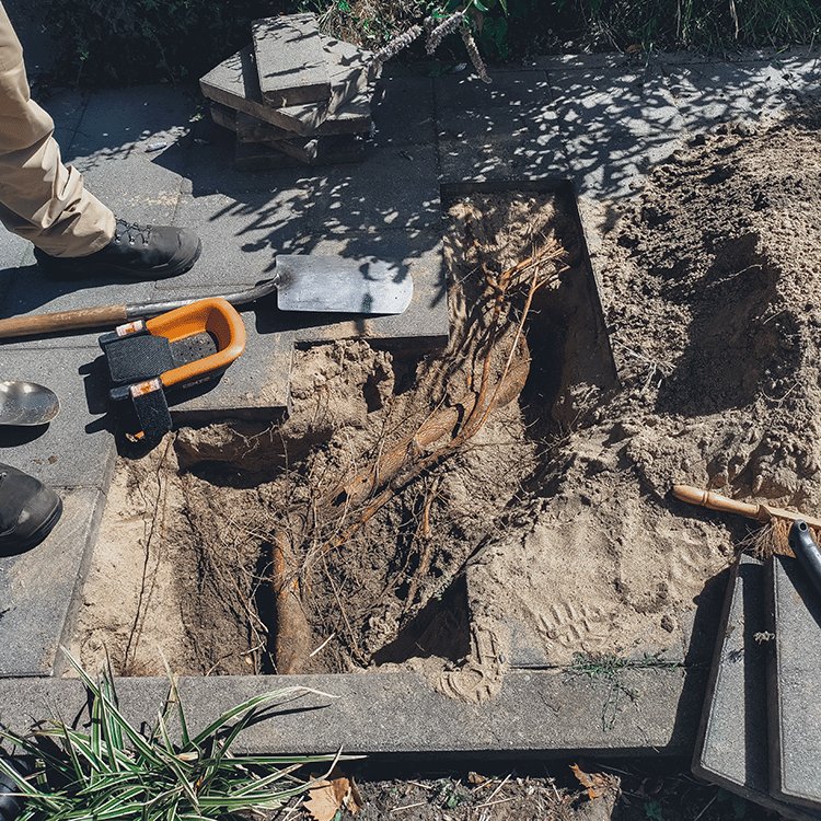 Hovenier Veldhoven – Boomwortels zichtbaar bij inspectie wortelgroei bomen