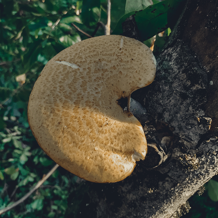 Boomadviseur Brabant – Zwamaantasting in stam tijdens boominspectie