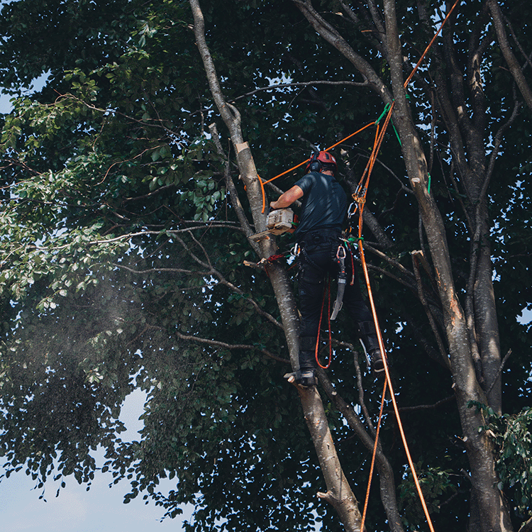ETW boomverzorger Brabant – Boom snoeien tijdens onderhoud