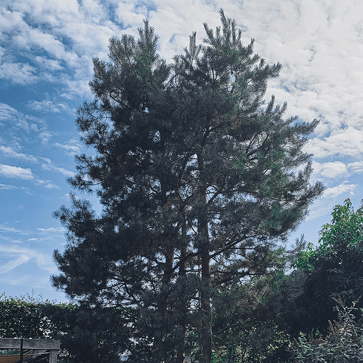 Boomadviseur Helmond – Inspectie volwassen boom op gezondheid