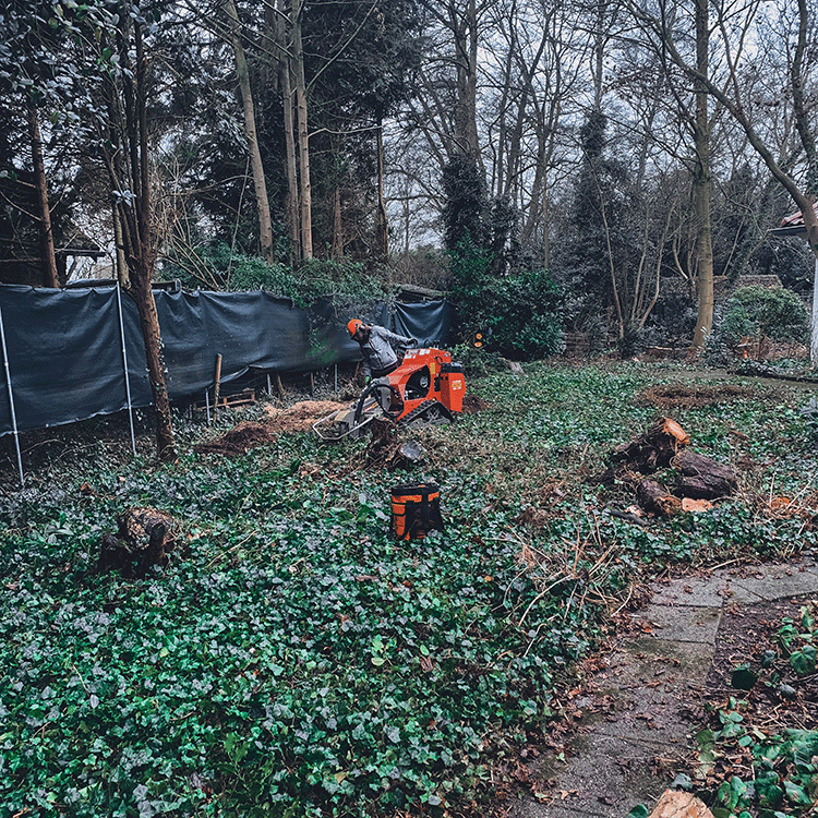 Hovenier Aarle Rixtel – Boomstronk verwijderen met frees tijdens onderhoud in Brabant